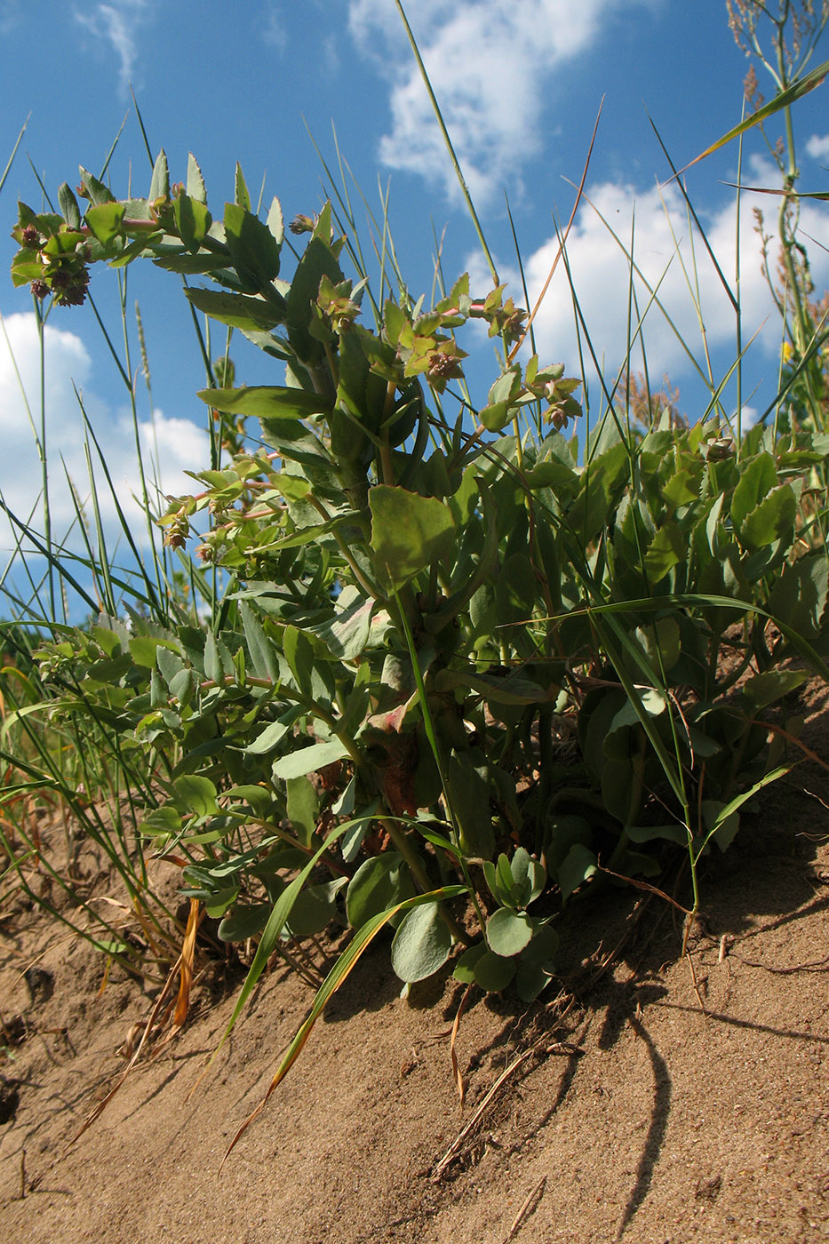 Изображение особи Hylotelephium stepposum.