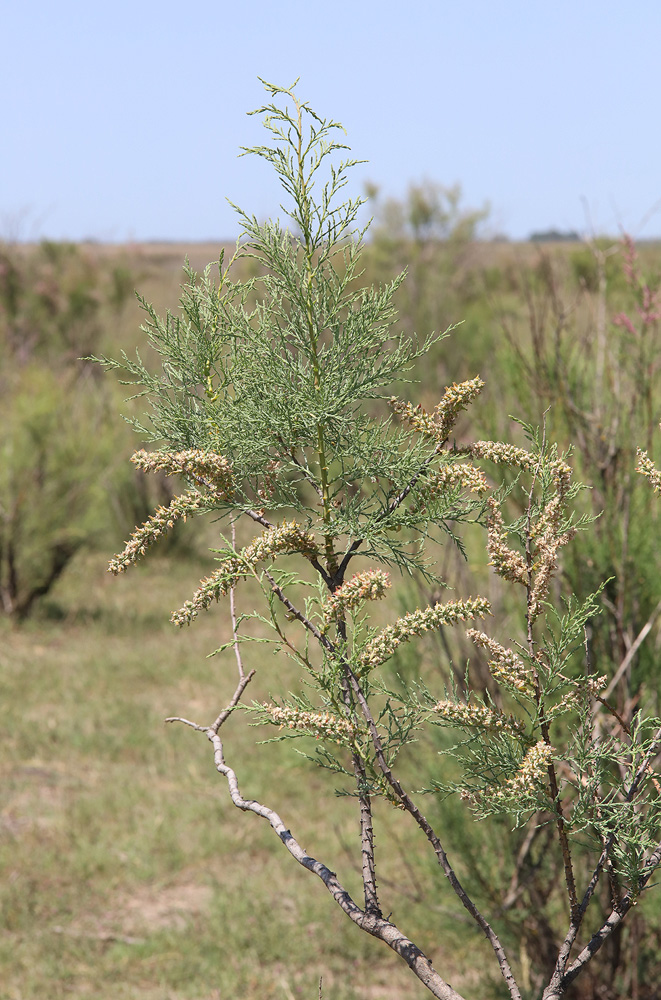 Image of genus Tamarix specimen.