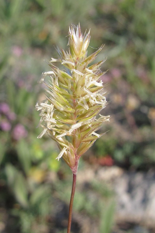 Изображение особи Agropyron pectinatum.