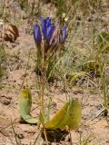 genus Gentiana