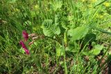 Primula × polyantha. Цветущее растение. Тверская обл., Весьегонский р-н, лесная дорога возле безымянного ручья. 21 мая 2022 г.