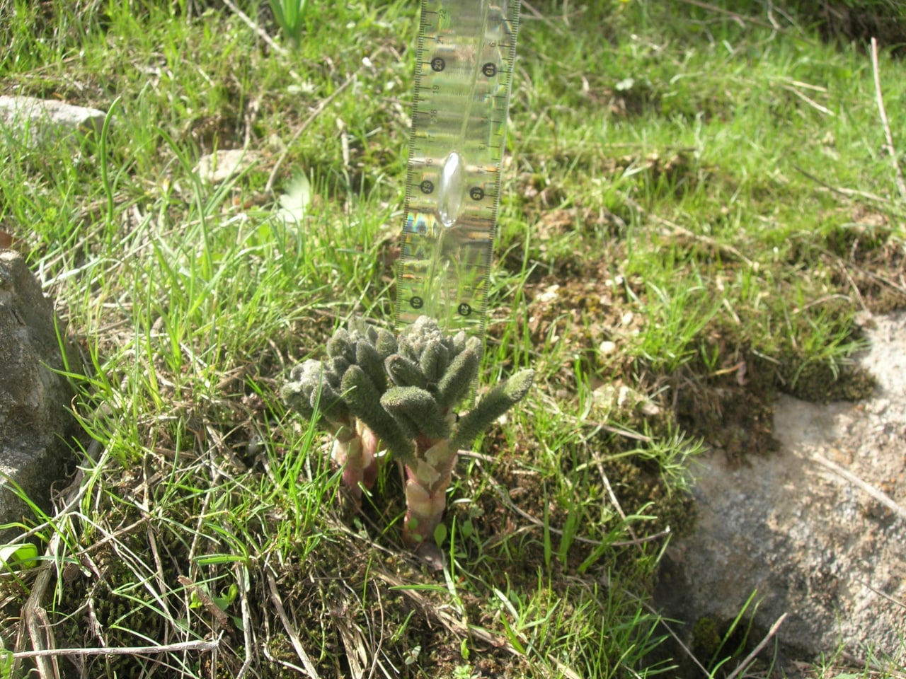 Image of Biebersteinia multifida specimen.