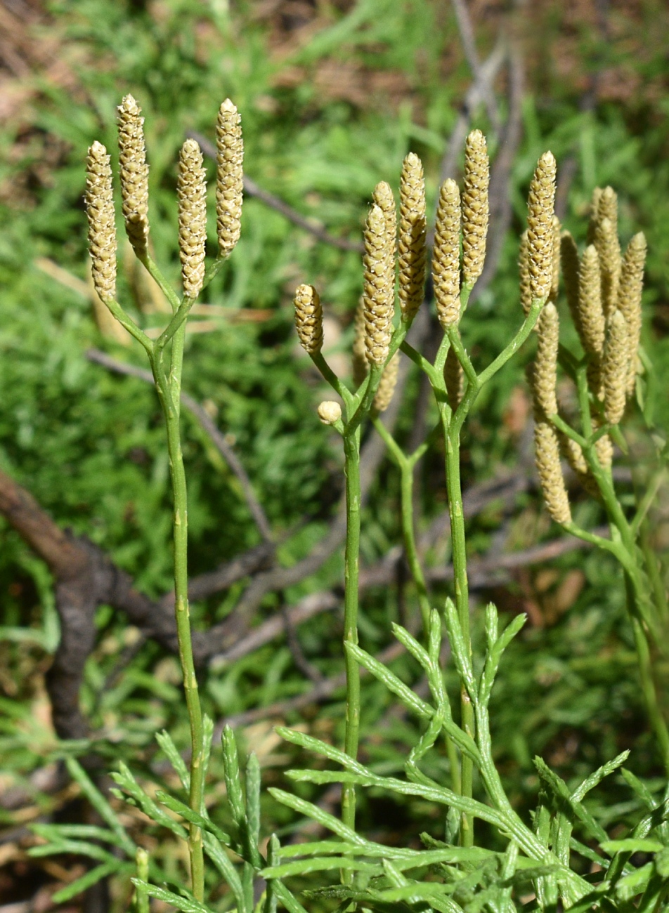 Image of Diphasiastrum complanatum specimen.