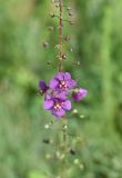 Verbascum phoeniceum