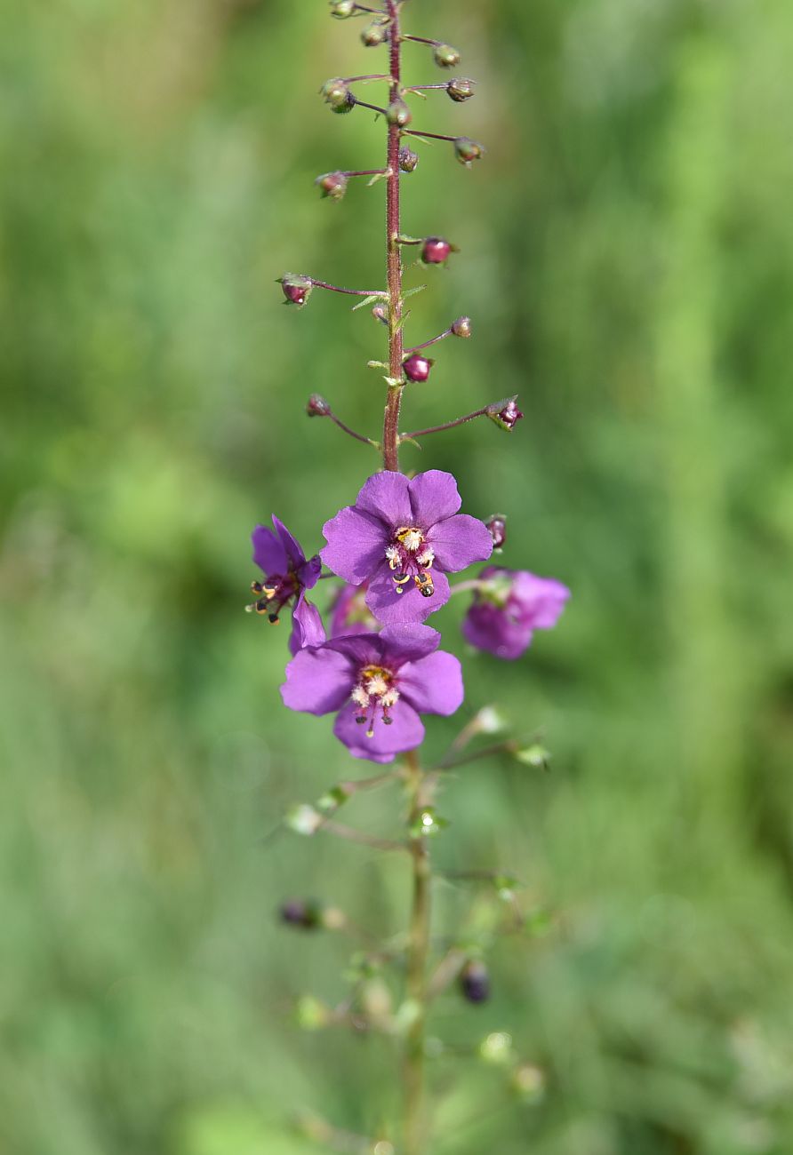 Image of Verbascum phoeniceum specimen.