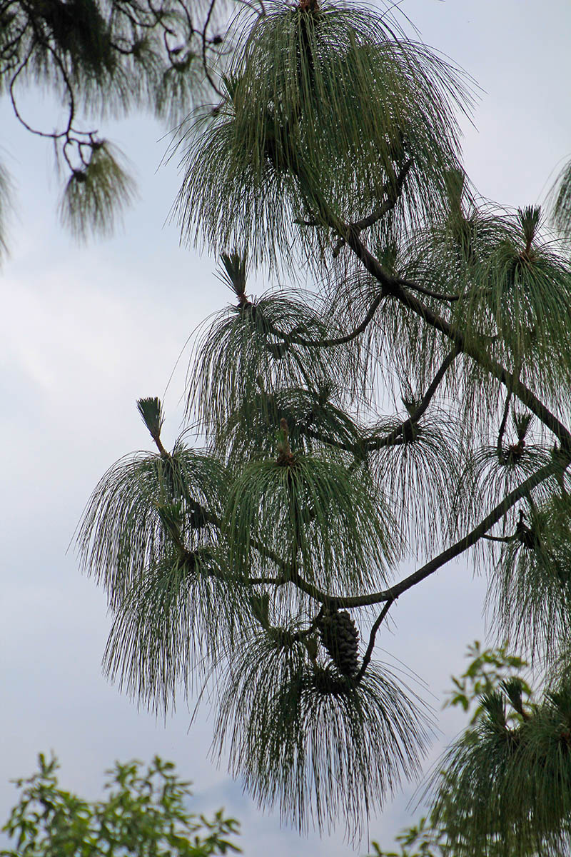 Image of genus Pinus specimen.