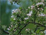 Malus prunifolia