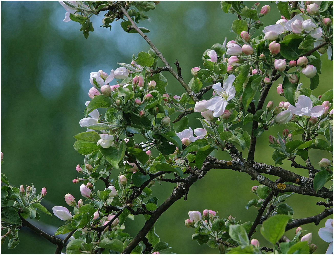 Изображение особи Malus prunifolia.