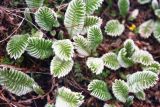 Potentilla peduncularis. Вегетирующее растение. Непал, 1-я провинция, р-н Расува, национальный парк \"Langtang\". 06.05.2002.