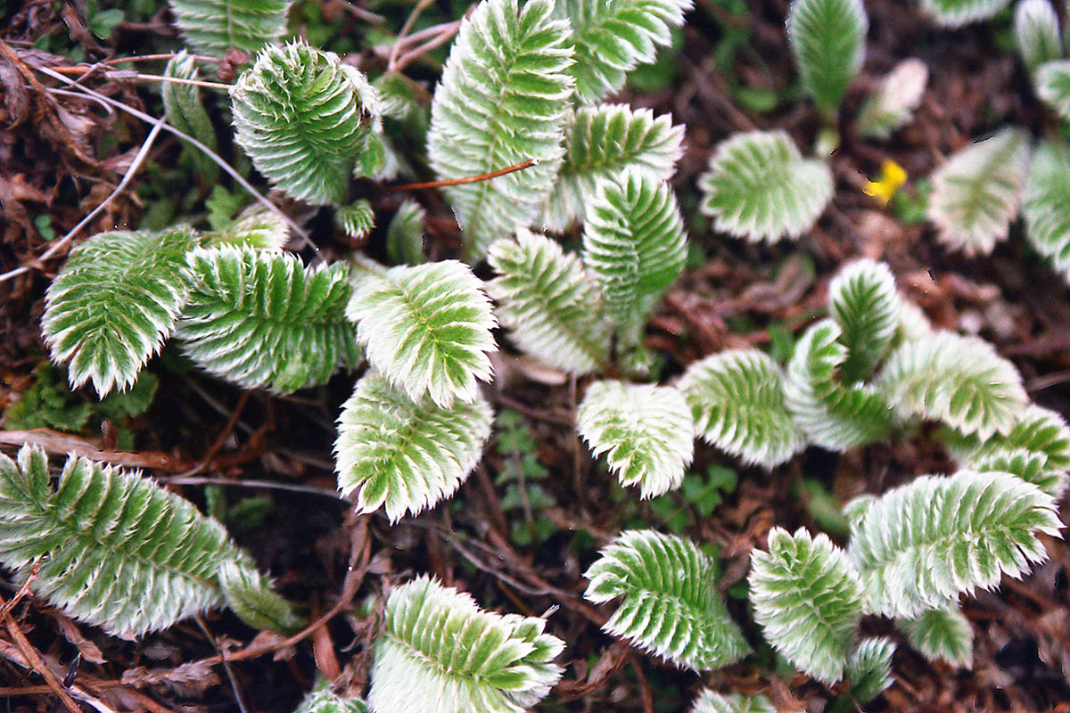 Image of Potentilla peduncularis specimen.