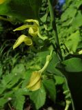 Aristolochia clematitis