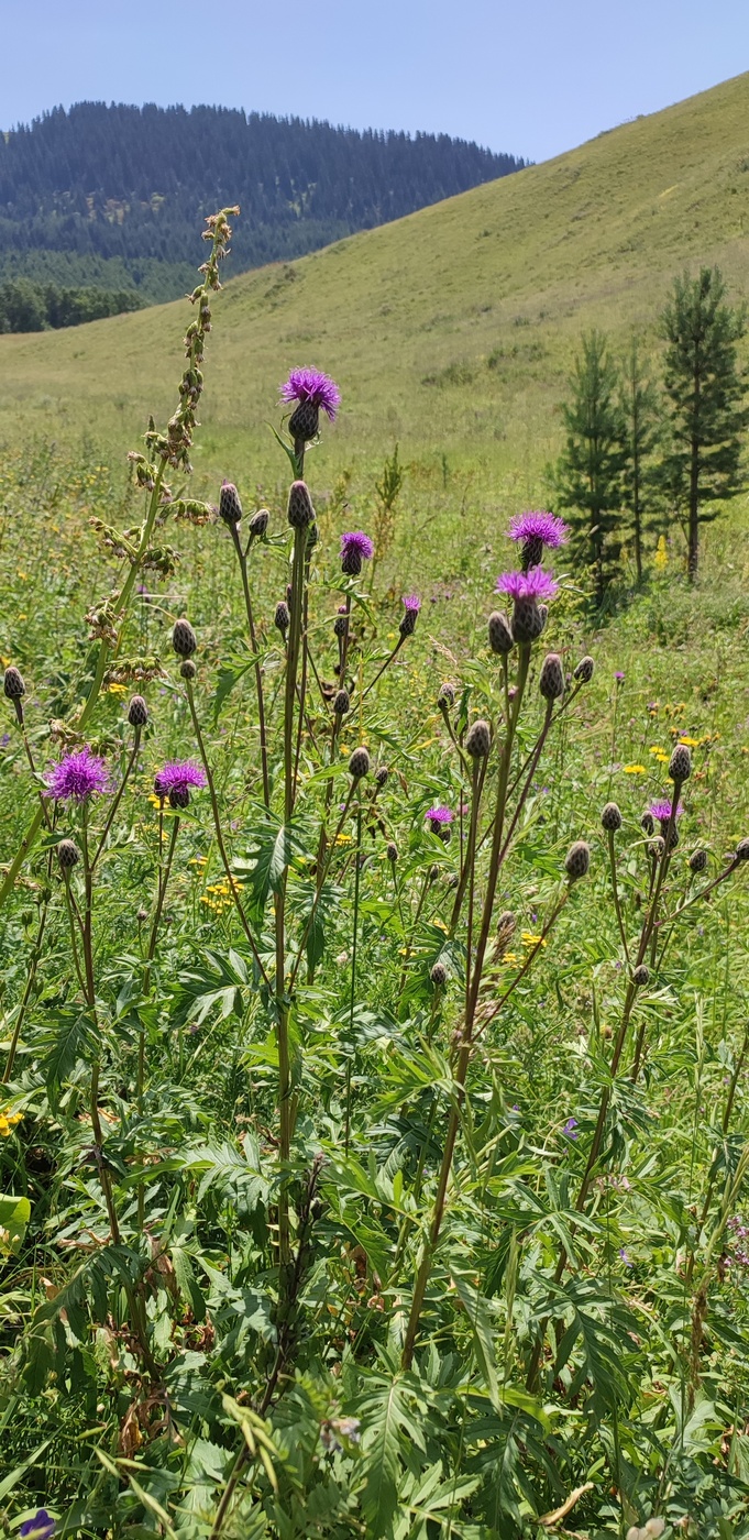 Image of Serratula coronata specimen.