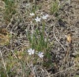 Lychnis sibirica