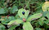 Paris quadrifolia