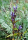 Gentianella auriculata. Верхушка отцветающего растения. Камчатский край, Елизовский р-н, берег Авачинского залива, Халактырский пляж, приморский луг (?). 29.08.2022.