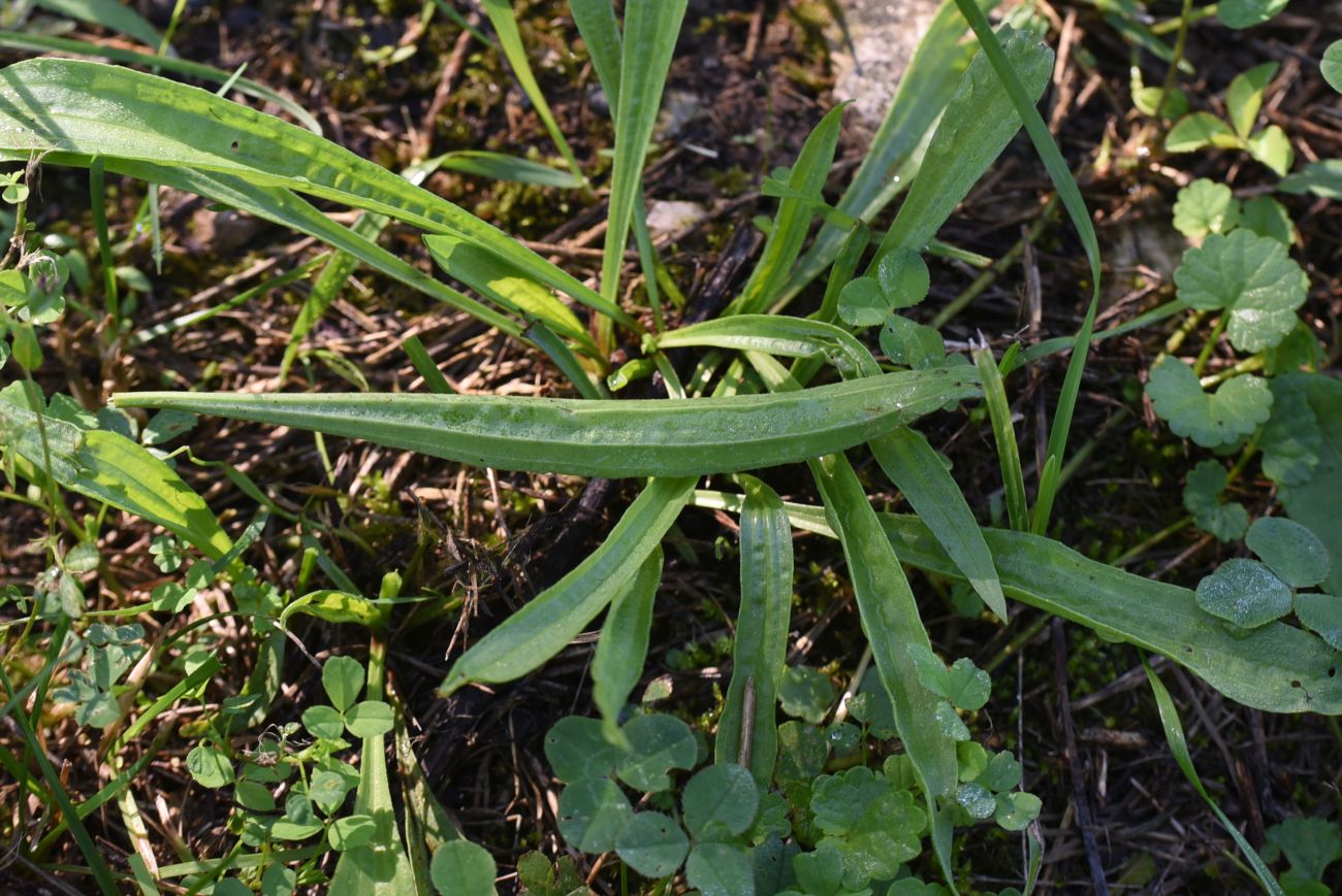 Изображение особи Plantago lanceolata.