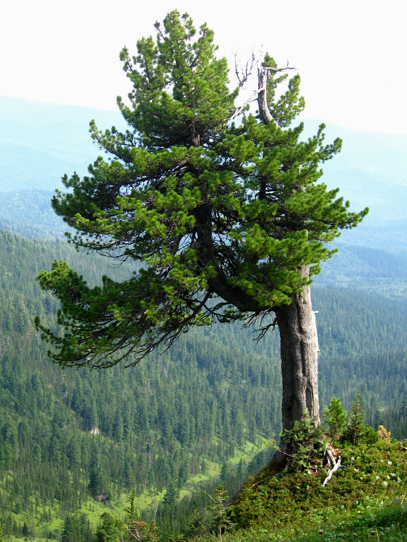 Image of Pinus sibirica specimen.