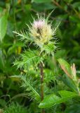 Cirsium obvallatum. Верхушка цветущего растения. Северная Осетия, Ирафский р-н, турбаза \"Порог неба\"; хр. Танадор, западное подножие горы Кубус, около 1700 м н.у.м., заросли кустарников. 04.07.2022.