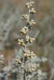 Artemisia austriaca