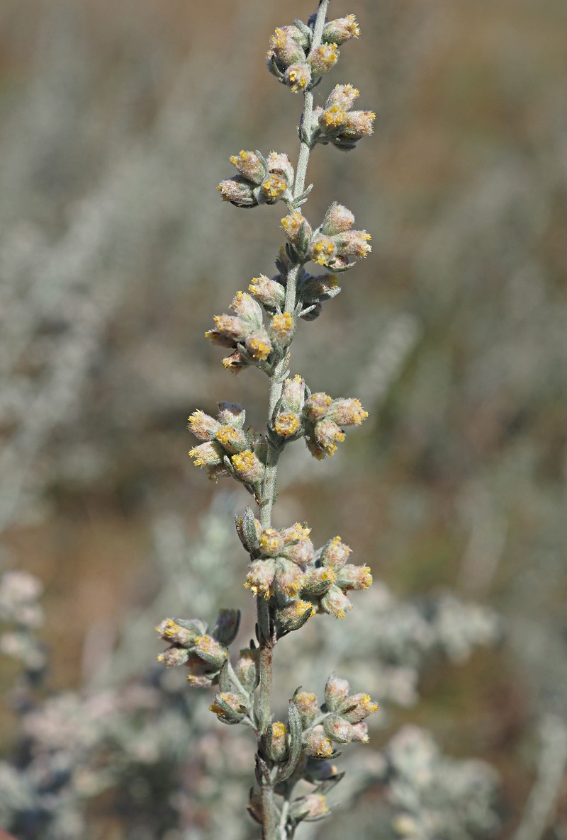 Image of Artemisia austriaca specimen.