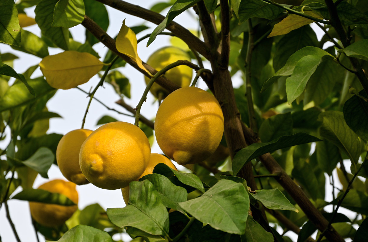 Image of Citrus limon specimen.