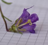 Campanula bellidifolia