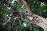 Ficus microcarpa