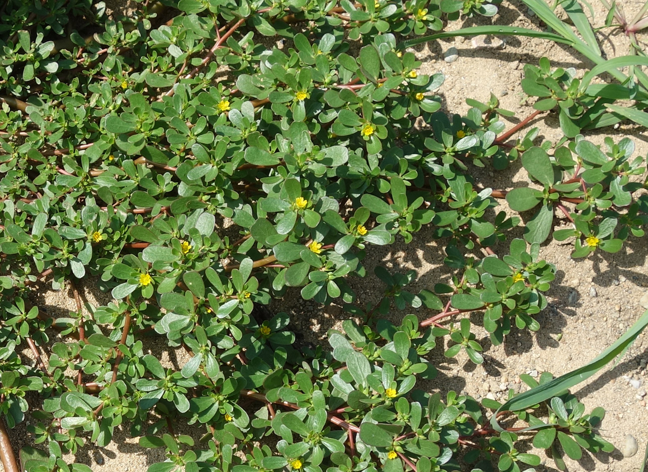 Изображение особи Portulaca oleracea.