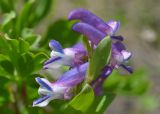 Corydalis conorhiza. Верхушка соцветия. Республика Северная Осетия-Алания, Ирафский р-н, Большой Кавказ, левый борт ущелья Бартуидон, гребень боковой морены ледника Бартуицете в р-не оз. Маскутицад, ≈ 2850 м н.у.м., альпийский луг. 11.07.2021.