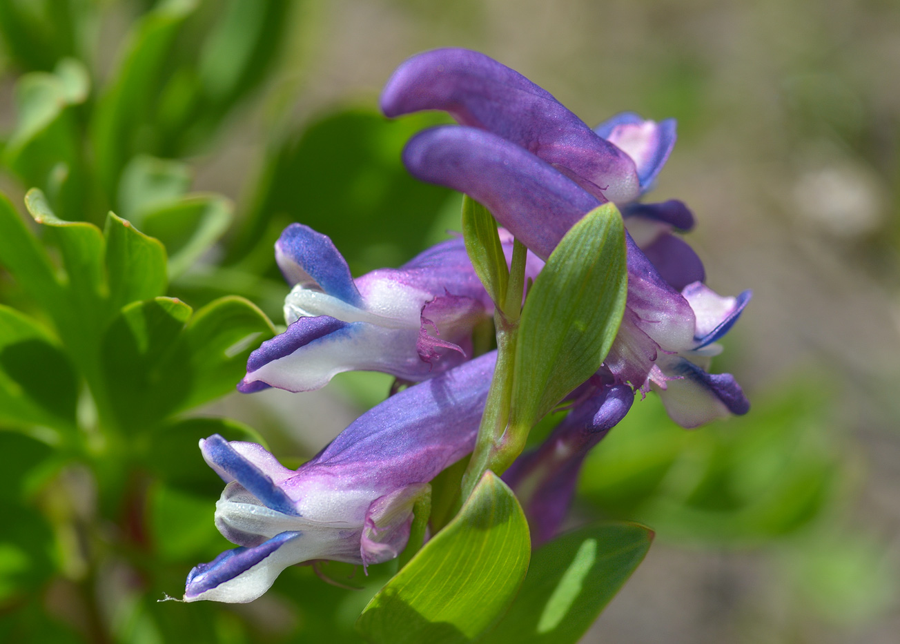 Image of Corydalis conorhiza specimen.