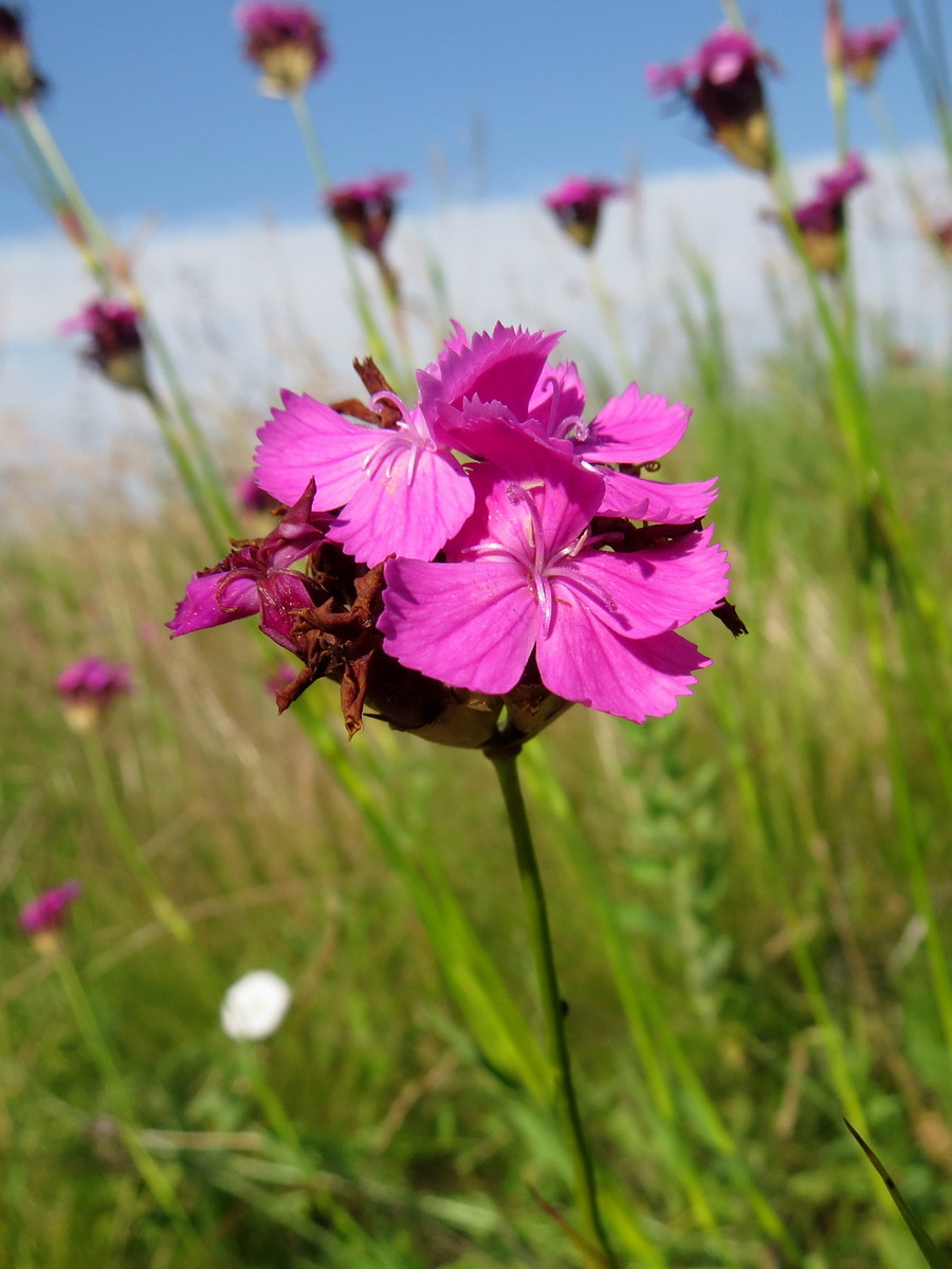 Изображение особи Dianthus borbasii.