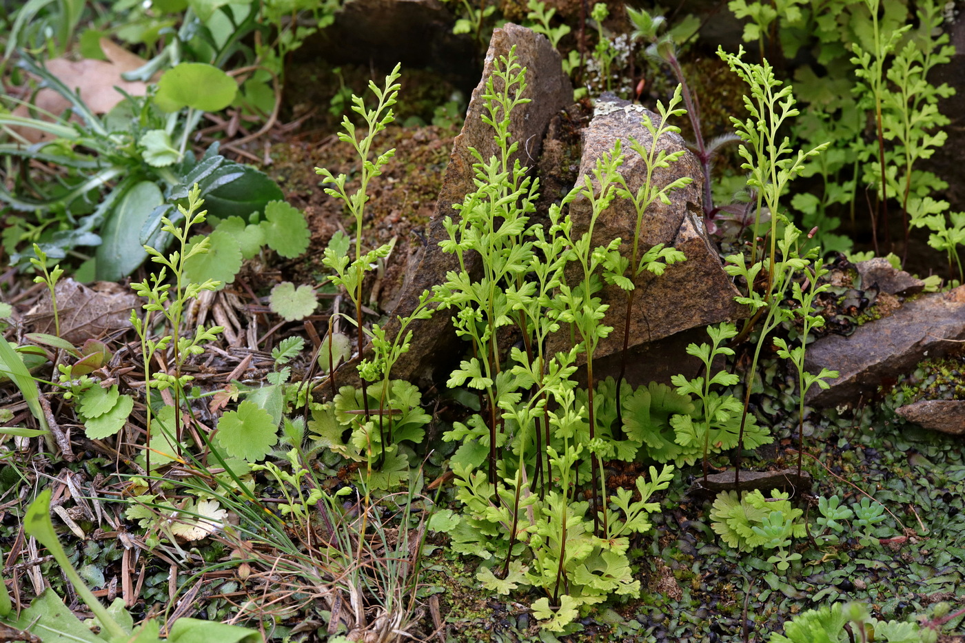 Изображение особи Anogramma leptophylla.