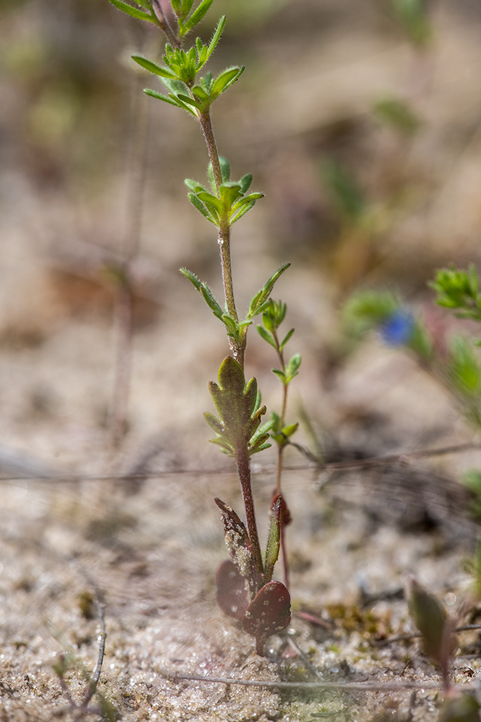Image of Veronica dillenii specimen.