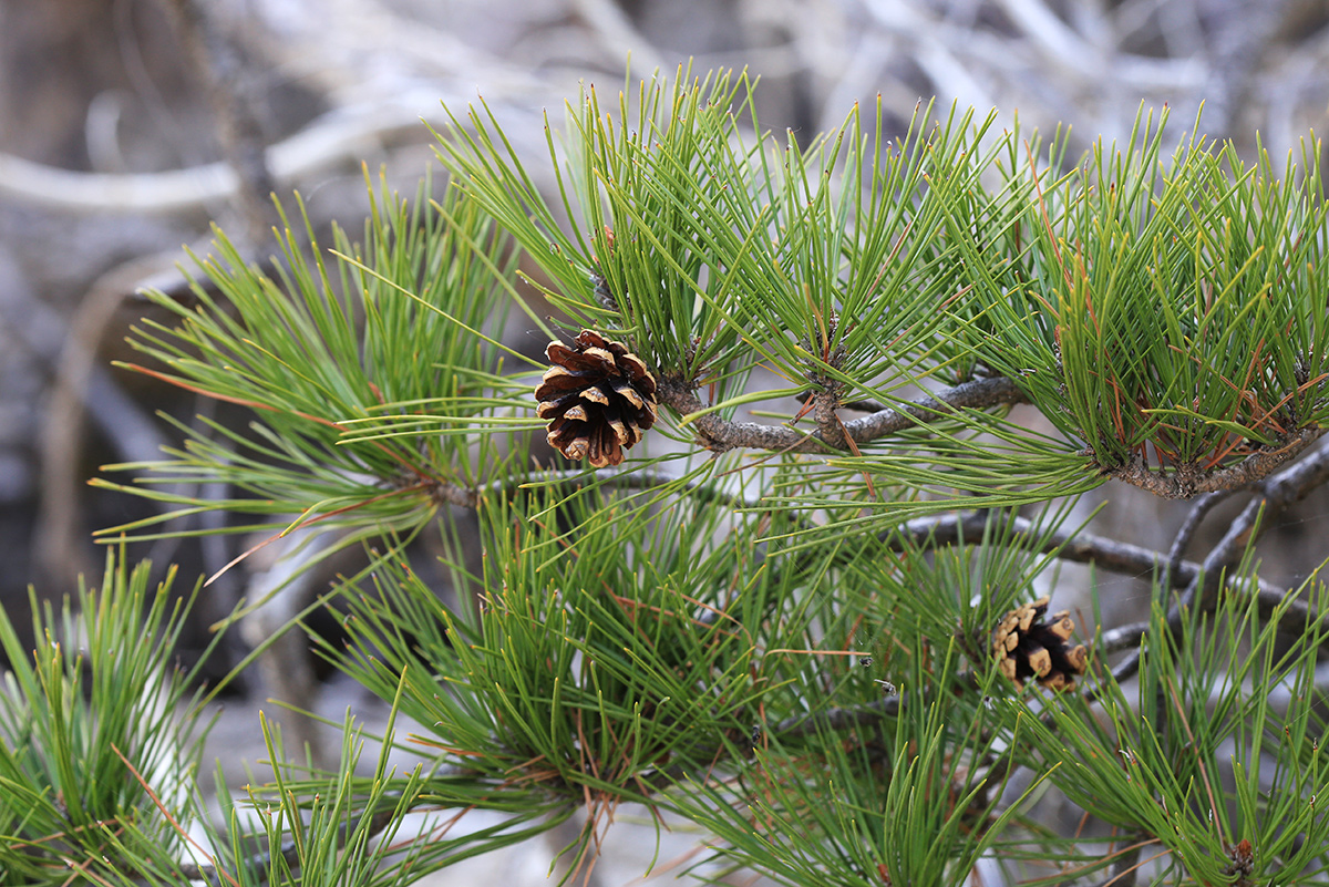 Image of Pinus × funebris specimen.