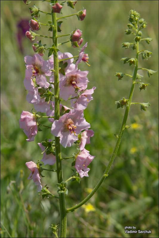 Image of Verbascum phoeniceum specimen.