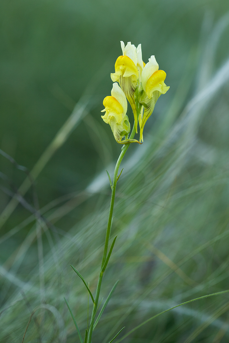 Изображение особи Linaria macroura.