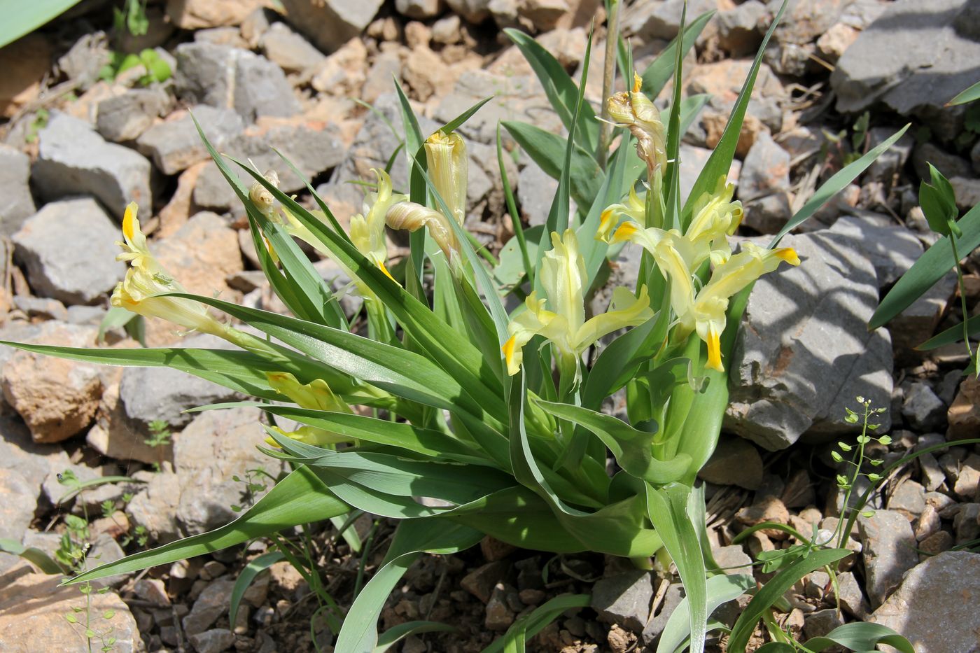 Image of Juno pseudocapnoides specimen.