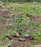 Macroptilium lathyroides. Цветущее растение. Чили, обл. Valparaiso, провинция Isla de Pascua, г. Hanga Roa, высокий берег океана, сообщество травянистых растений. 08.03.2023.