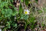 Callianthemum sajanense