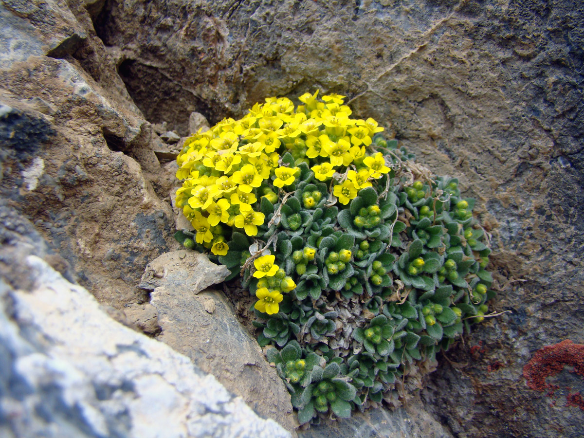 Image of Draba physocarpa specimen.