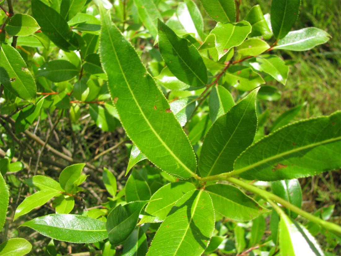 Image of Salix pentandra specimen.