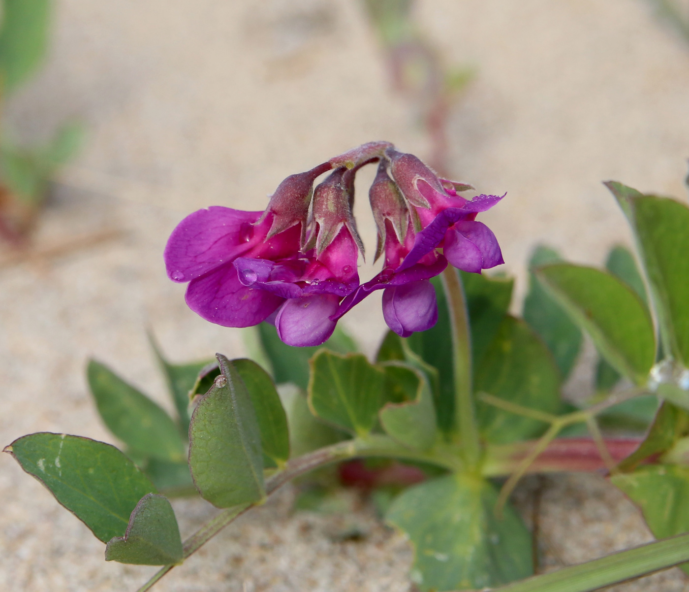 Image of Lathyrus japonicus ssp. pubescens specimen.