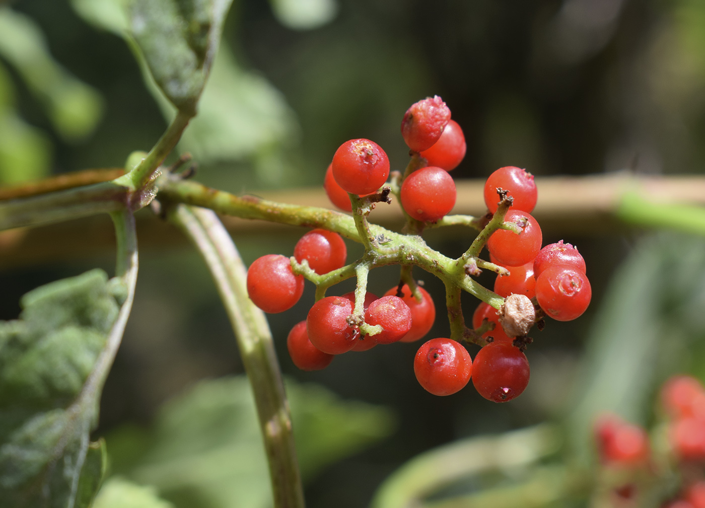 Image of Sambucus racemosa specimen.