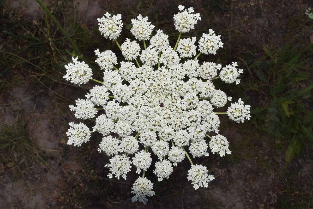 Image of Daucus carota specimen.