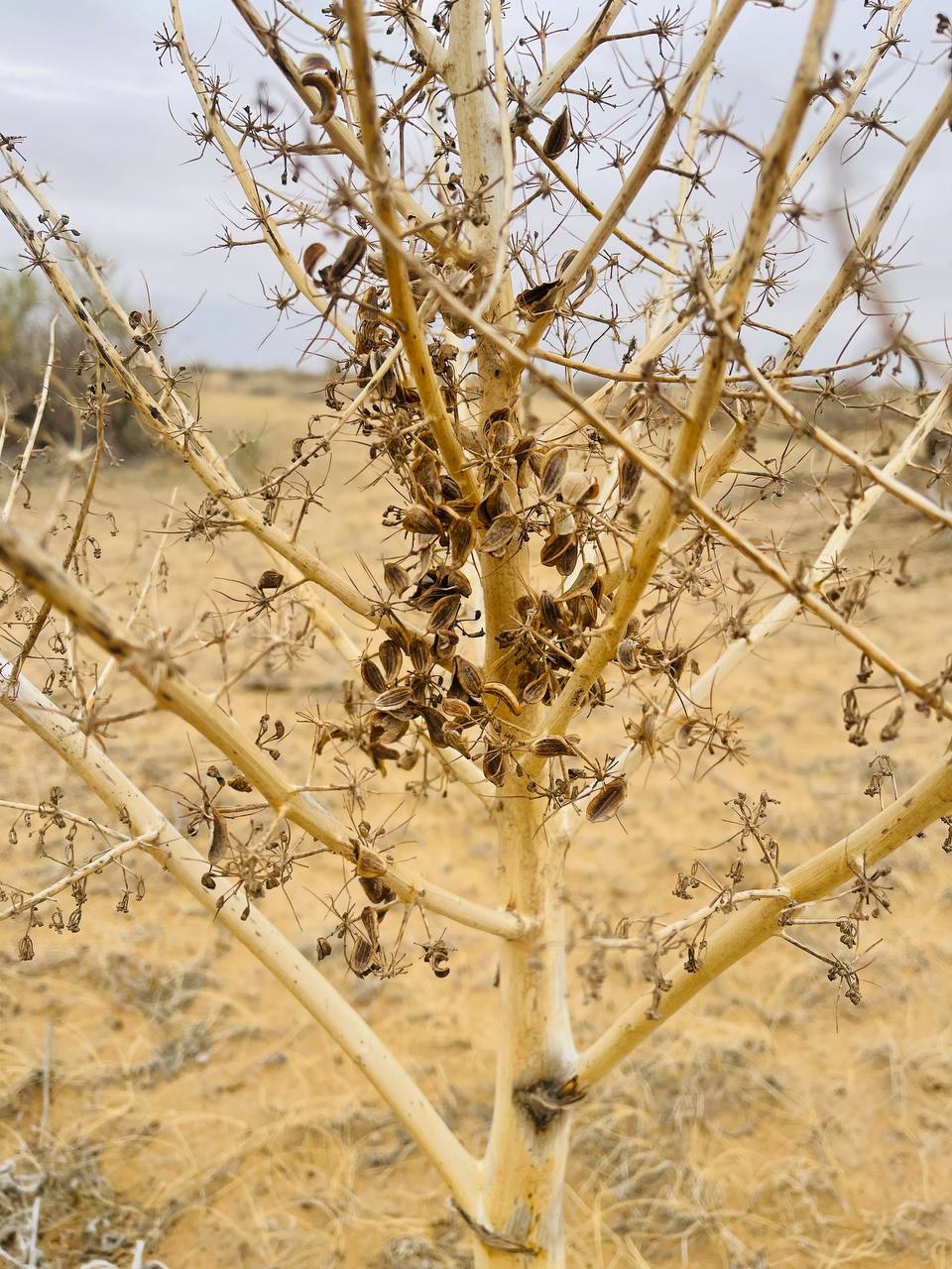 Image of Dorema sabulosum specimen.