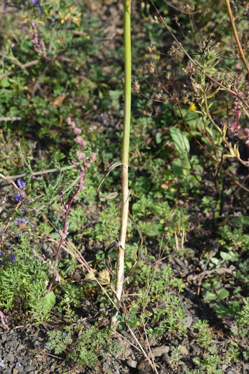 Image of genus Allium specimen.