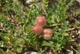 Astragalus oreades. Плодоносящее растение. Карачаево-Черкесия, Карачаевский р-н, правый берег р. Кичкинекол (Узункольский), ≈ 2210 м н.у.м., поросшая каменная россыпь. 21.07.2023.