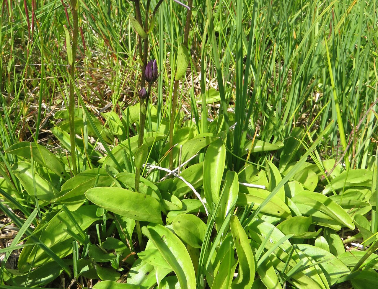 Изображение особи Swertia perennis.