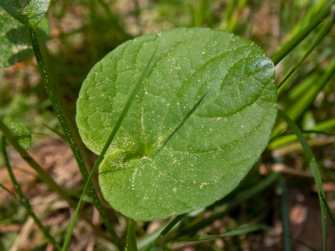 Image of Viola palustris specimen.