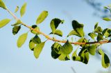 Spiraea crenata. Часть ветки. Пермский край, Кунгурский р-н, Комсомольское сельское поселение, окр. дер. Комарово, разнотравно-злаковый луг на склоне Шлюпинского Камня. 12 августа 2023 г.